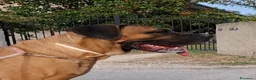 Cane Corso cani in vendita: Cane corso - Annuncio 10