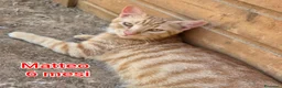 Altre razze gatti in regalo: ADOTTA UN GATTINO  a Provincia di Reggio Emilia - Annuncio 7