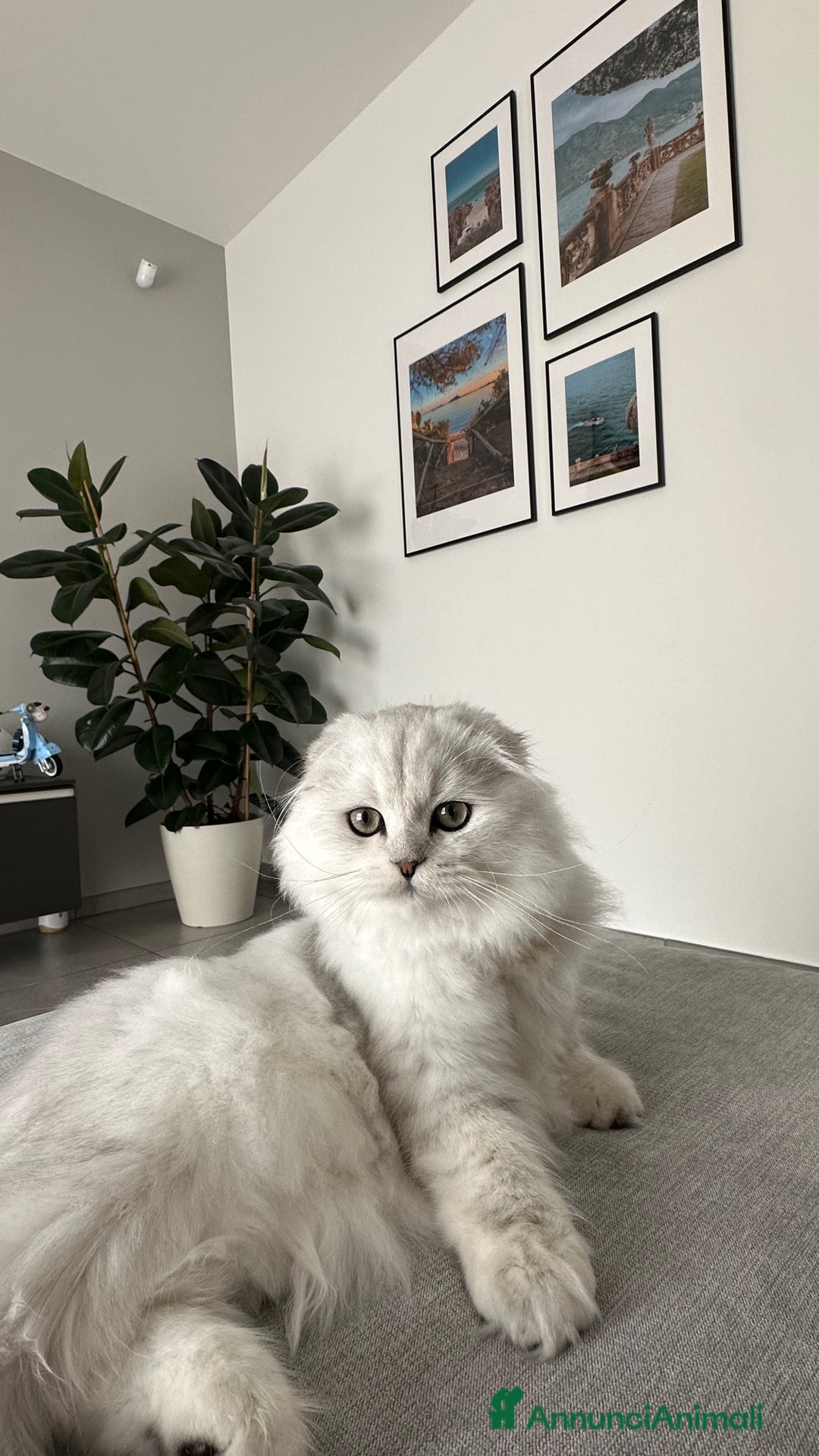 Scottish gatti per accoppiamento: Scottish fold maschio per accoppiamento  - Annuncio 3