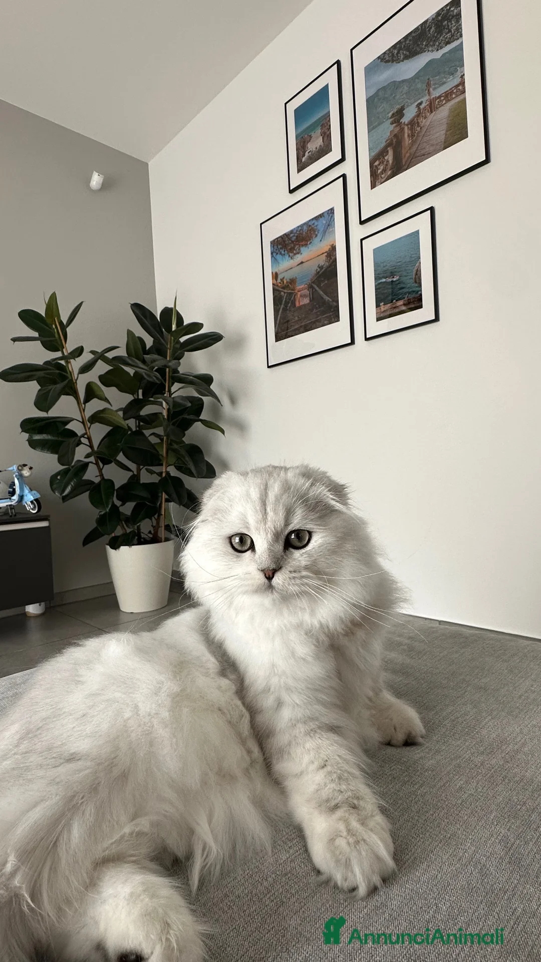 Scottish gatti per accoppiamento: Scottish fold maschio per accoppiamento  - Annuncio 3