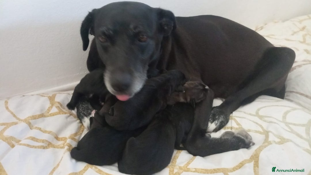 Meticcio cani in regalo: Regalo 3 cuccioli - Annuncio 15