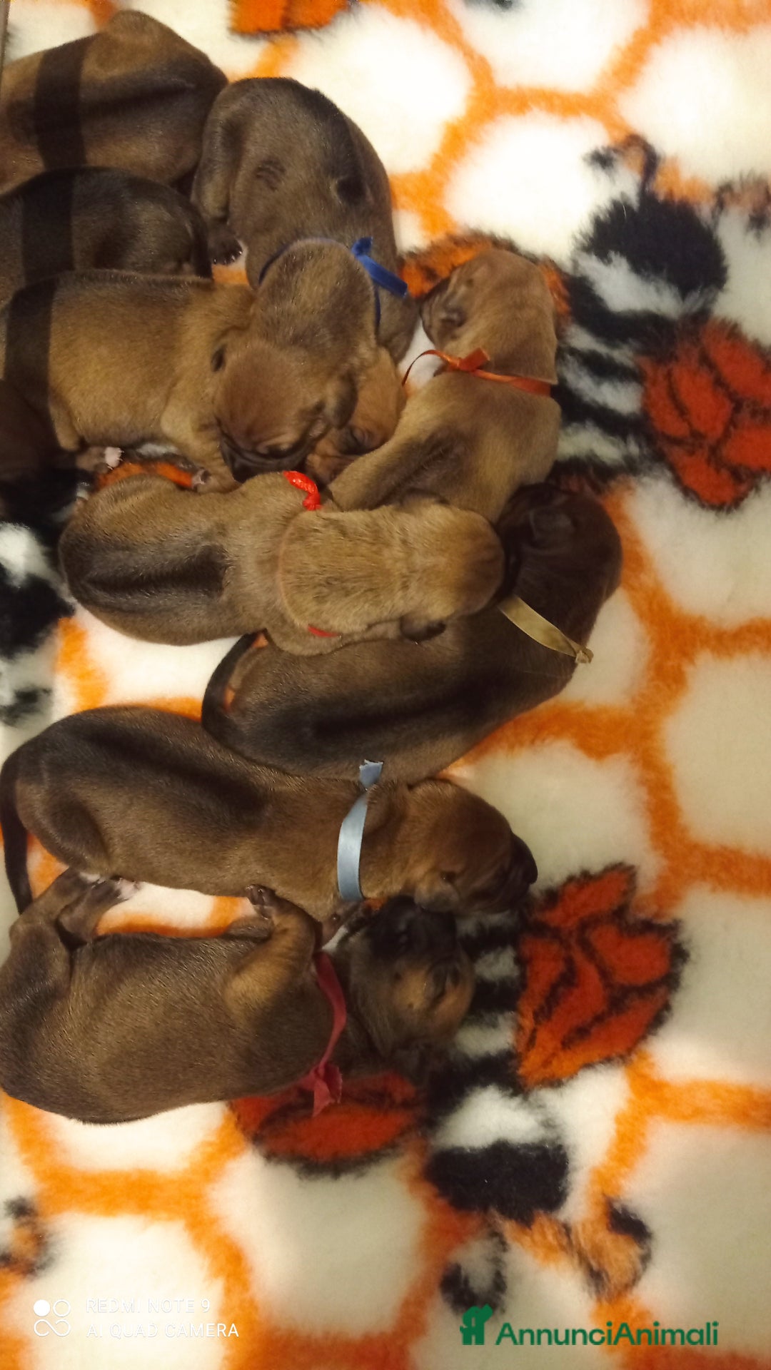 Rhodesian Ridgeback cani in vendita: Cuccioli Rhodesian Ridgeback  - Annuncio 2