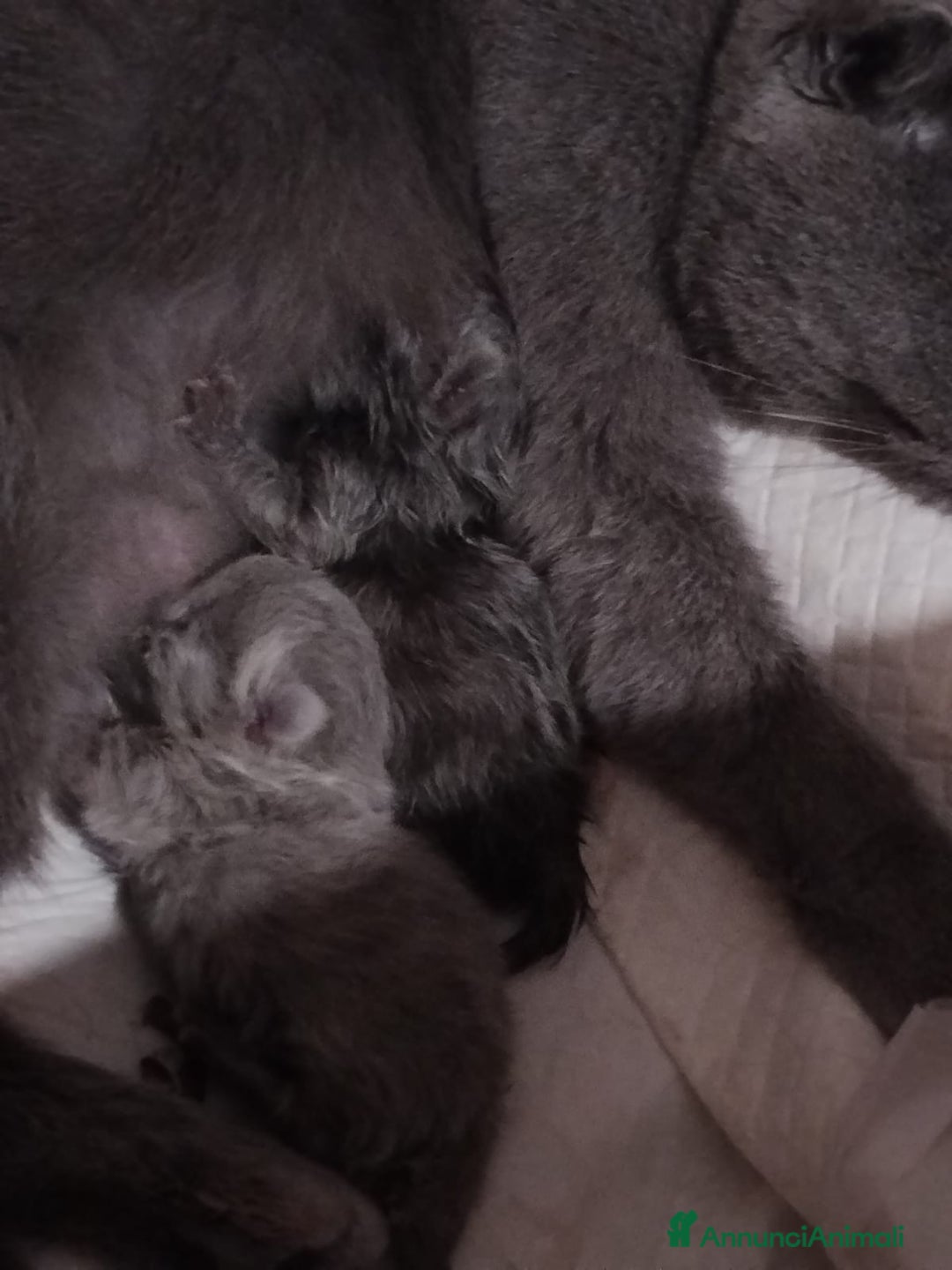 Scottish gatti in vendita: Scottish straight Shorthair  - Annuncio 4