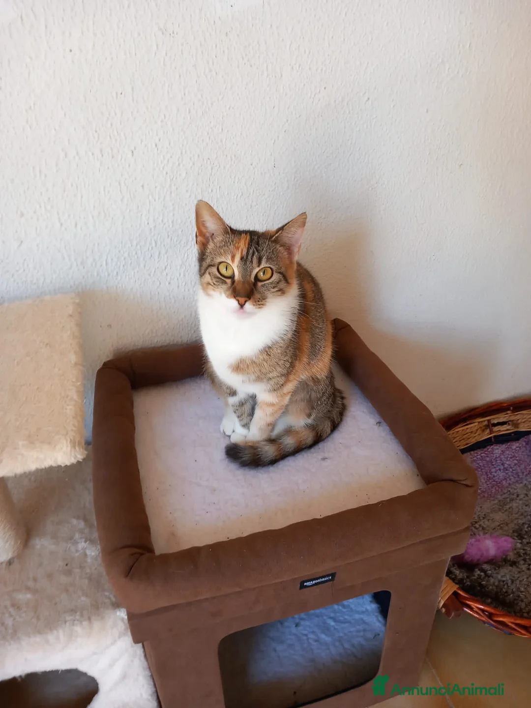 Europeo gatti in regalo: Gatta tricolore da adottare, KARINA ! - Annuncio 4