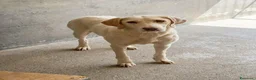 Meticcio cani in regalo: Mia .. - Annuncio 1