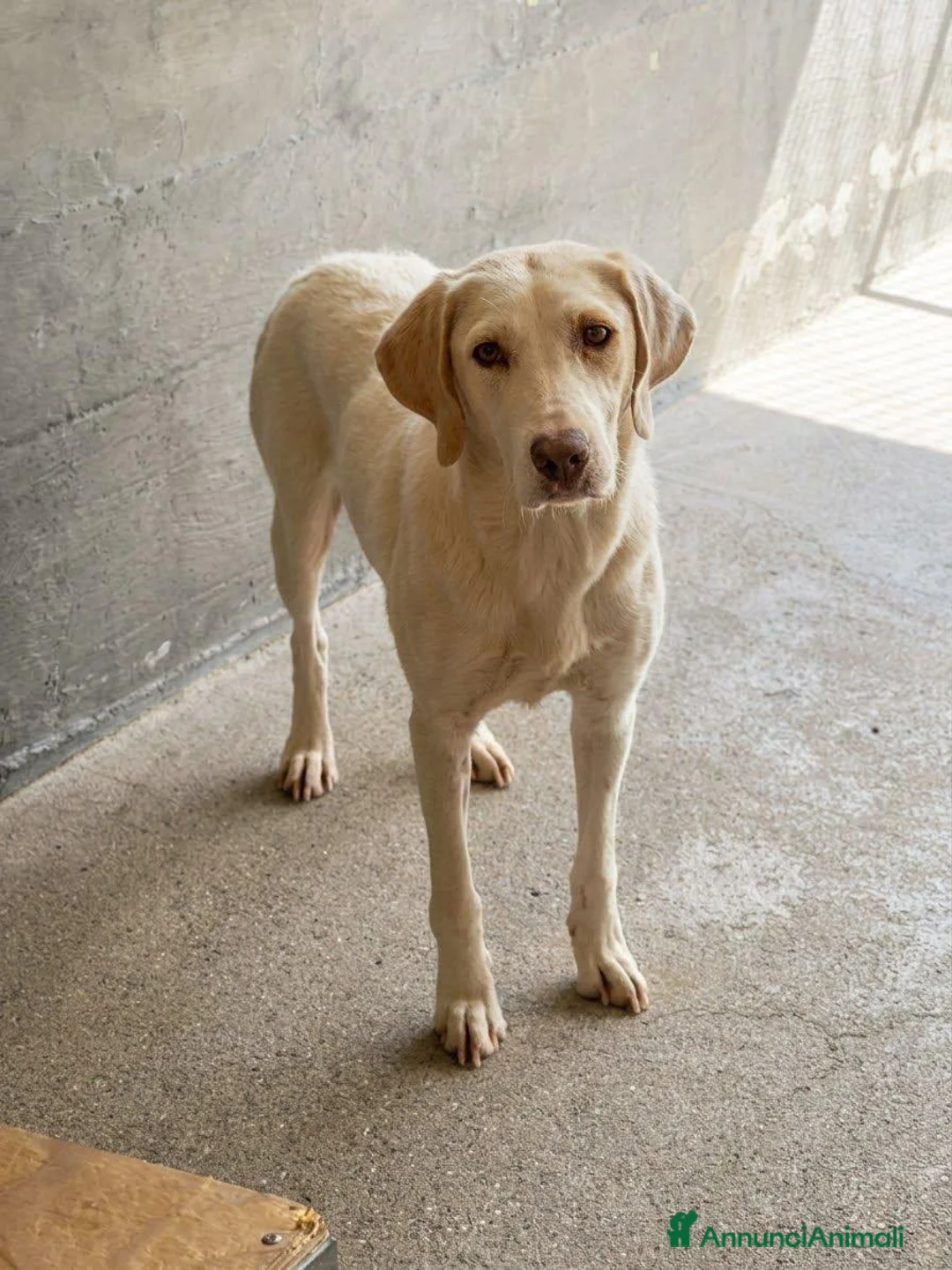 Meticcio cani in regalo: Mia .. - Annuncio 1