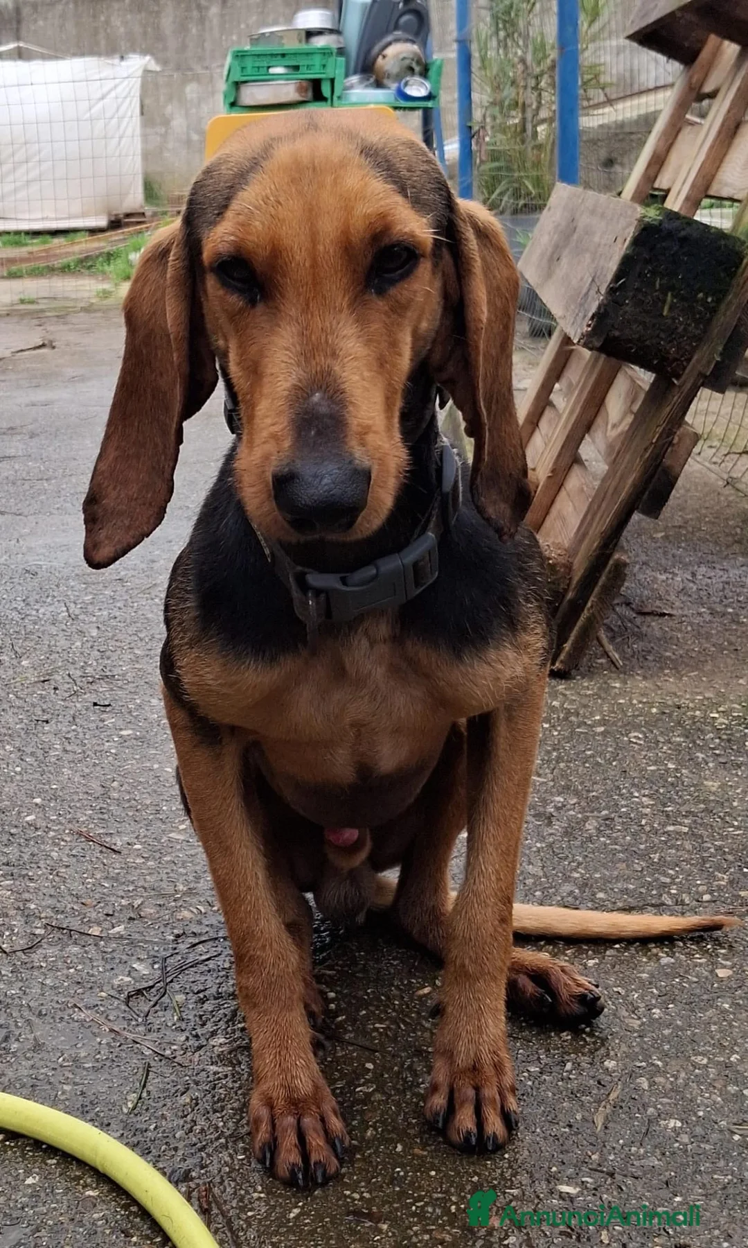Meticcio cani in regalo: BOBO 💙 - anima gentile e dolce, cerca casa ♥️ - Annuncio 6