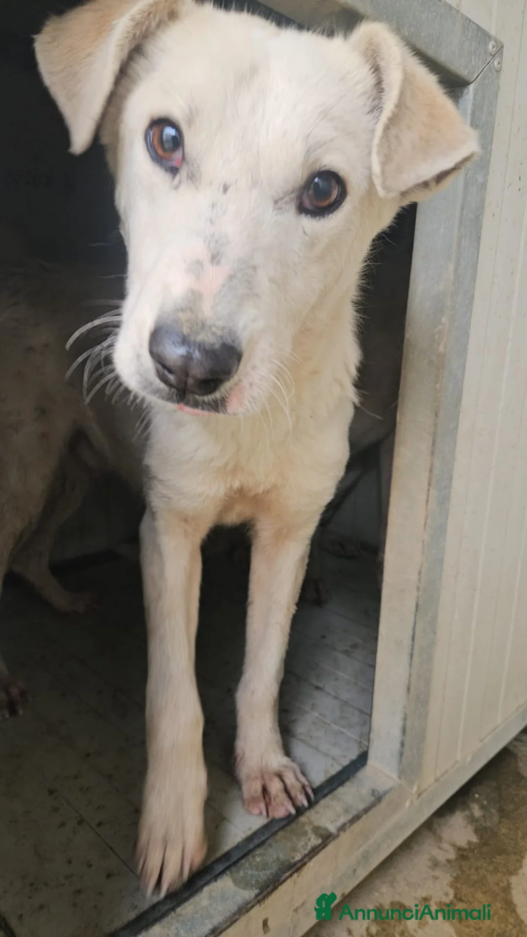 Meticcio cani in regalo: Oipe: docile e socievole. Taglia contenuta  - Annuncio 1