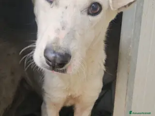 Meticcio cani Oipe: docile e socievole. Taglia contenuta - Annuncio 36