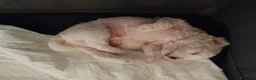 Bolognese cani in vendita: Vendo cuccioli Bolognese  - Annuncio 4