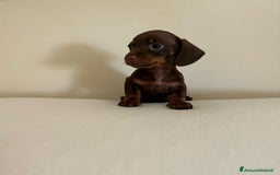 Bassotto cani in vendita: Bassotto chocolate a Città Metropolitana di Napoli - Immagine 1