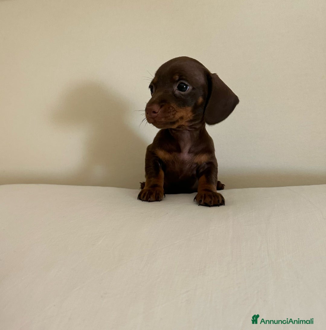 Bassotto cani in vendita: Bassotto chocolate a Città Metropolitana di Napoli - Immagine 1