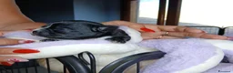 Chihuahua cani in vendita: Cuccioli di Chihuahua toy puri  - Annuncio 3