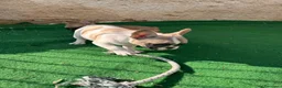 Bulldog Francese cani in vendita: Cucciola bulldog francese frmmina - Annuncio 4