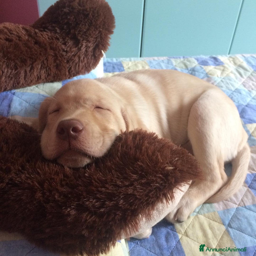 Labrador cani per accoppiamento: Seven cerca fidanzata.🐾🩵 - Annuncio 27