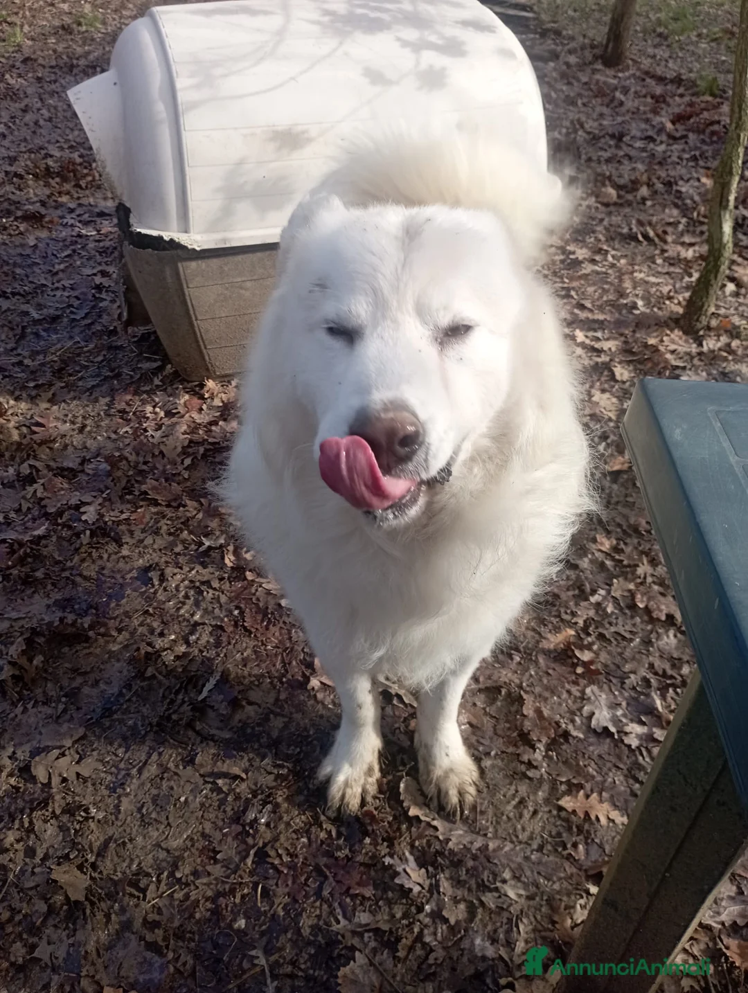 Meticcio cani in regalo: 3 anni, carattere splendido, bello e simpatico  - Annuncio 11