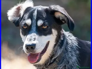 Meticcio cani DUMBO un simpaticone - Annuncio 1