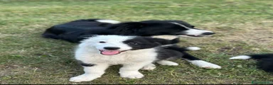 Border Collie 2