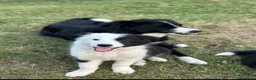 Border Collie cani in vendita: Cuccioli Border collie femmine - Annuncio 6