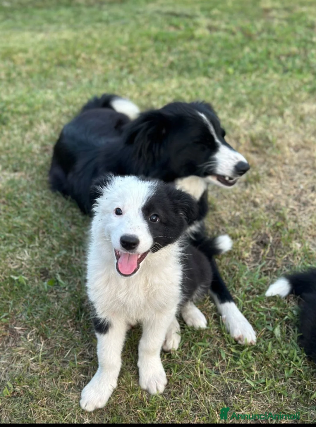 Border Collie cani in vendita: Cuccioli Border collie femmine - Annuncio 6