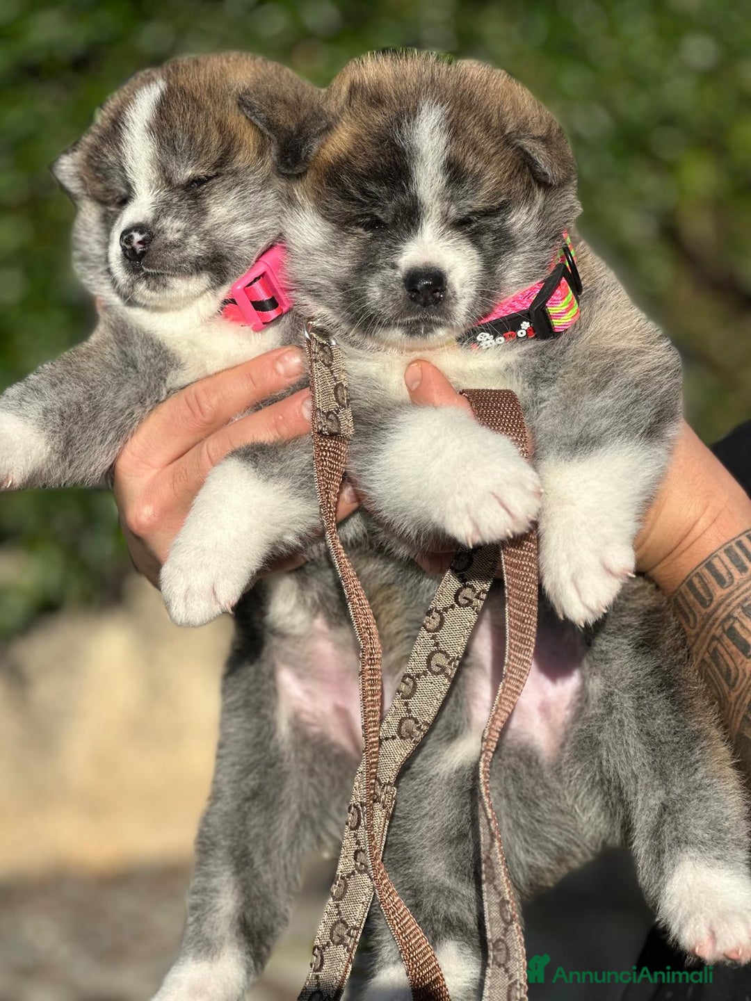 Akita Inu cani in vendita: Vendesi cuccioli Akita Inu ALTA GENEALOGIA  - Annuncio 8