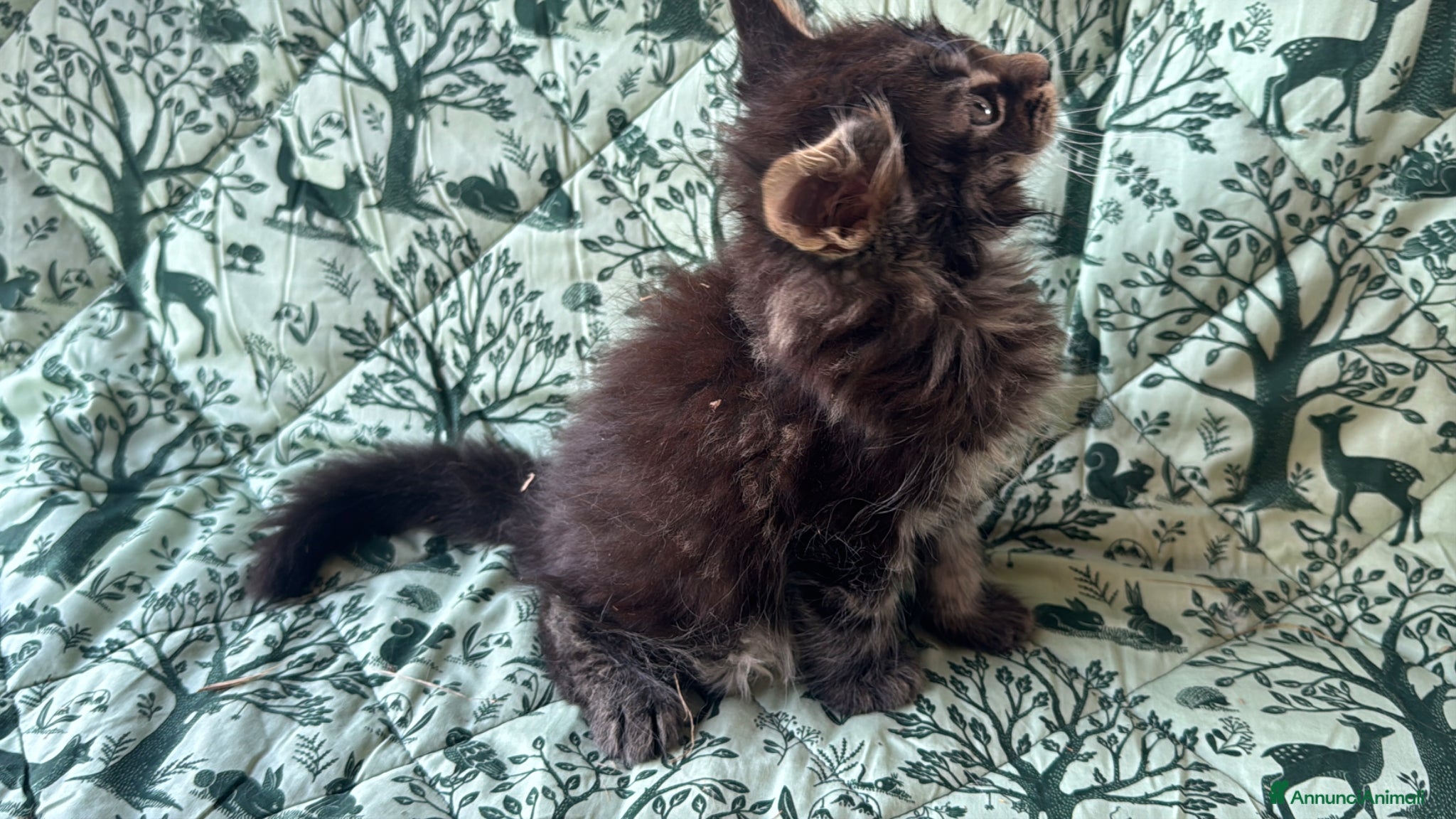 Maine Coon gatti in vendita: Cucciolo maine coon castano bellissimo  - Annuncio 5