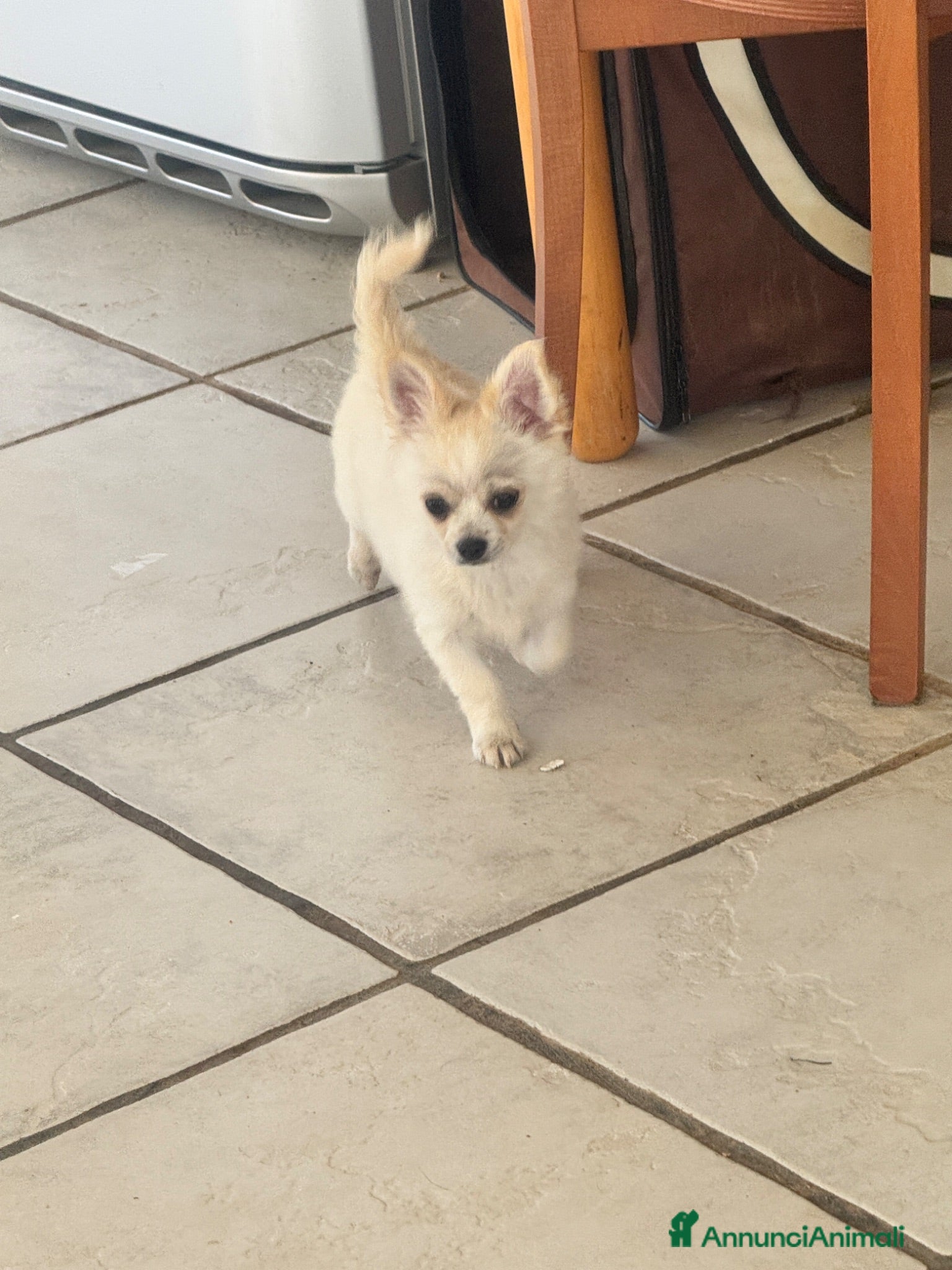 Chihuahua cani Chihuahua pelo lungo a rimborso spese - Annuncio 1