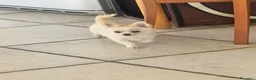 Chihuahua cani in vendita: Chihuahua pelo lungo a rimborso spese - Annuncio 1