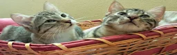 Europeo gatti in regalo: Tess e Flora, sorelline inseparabili - Annuncio 5