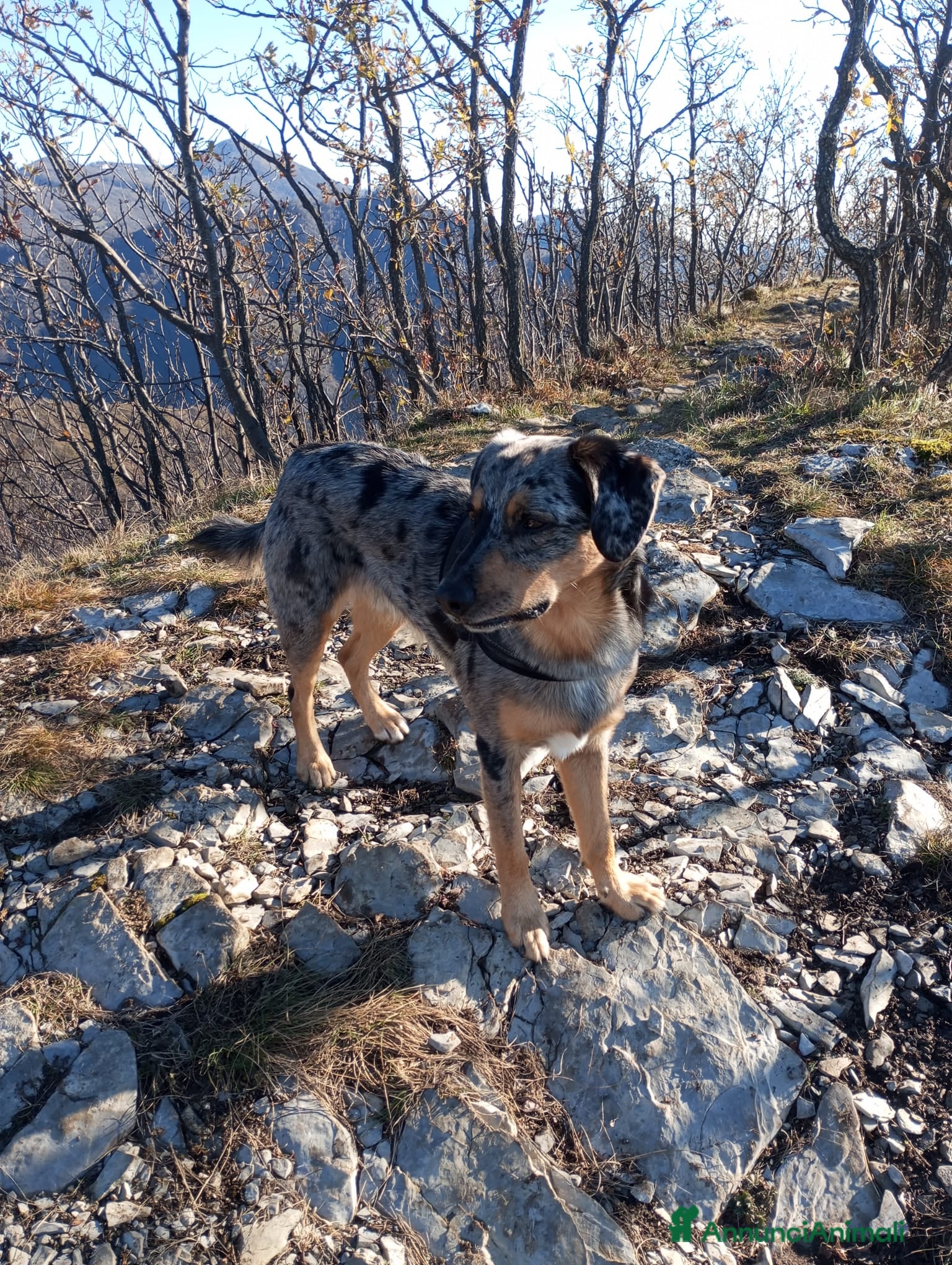 Australian Shepherd cani Regalo affettuoso pastore di nome Rhuu - Annuncio 2