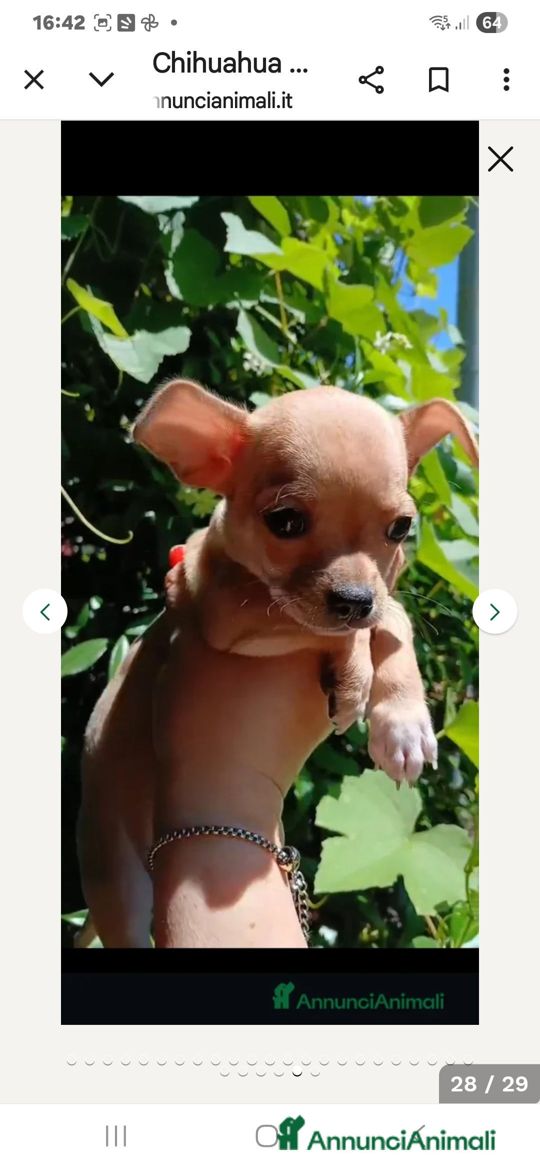 Chihuahua cani in vendita: Cuccioli chihuahua - Annuncio 21