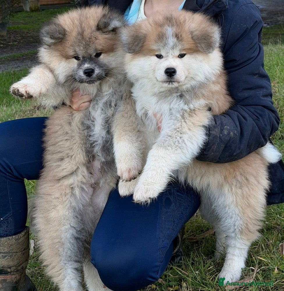 Akita Inu cani Cuccioli Akita Inu pelo lungo  - Annuncio 24