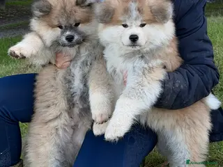 Akita Inu cani Cuccioli Akita Inu pelo lungo - Annuncio 24