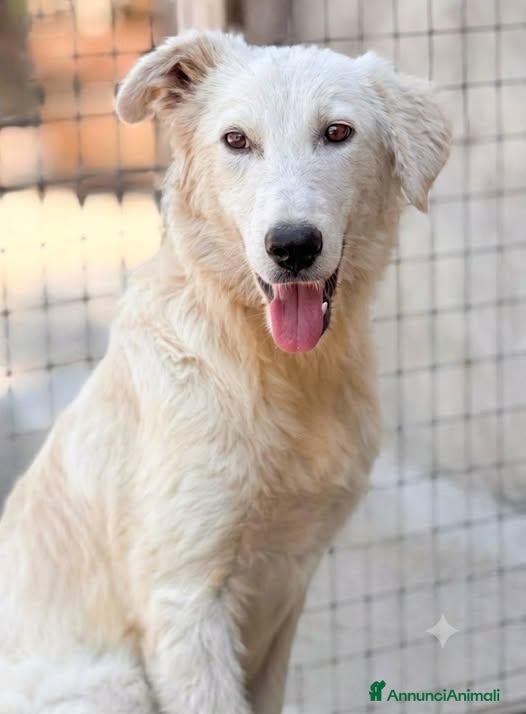 Meticcio cani Germano - Annuncio 30