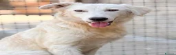 Meticcio cani in regalo: Germano - Annuncio 1