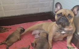 Bulldog Francese cani in vendita: Cucciolo Bulldog Francese da Allevamento Italiano  - Immagine 14