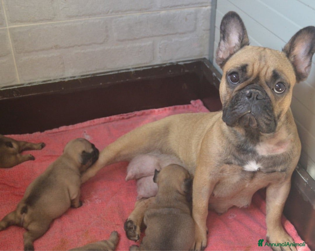 Bulldog Francese cani in vendita: Cucciolo Bulldog Francese da Allevamento Italiano  - Immagine 14