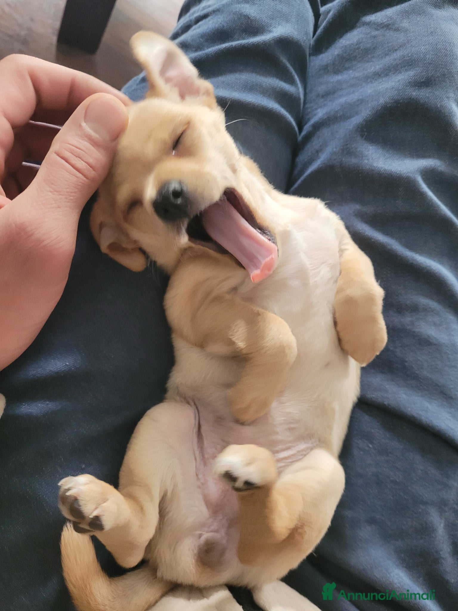 Russkiy Toy cani in vendita: russkiy toy in vendita - Annuncio 2