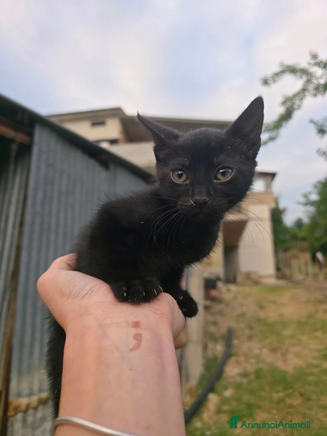Meticcio gatti in regalo: Regalo dolcissimi gattini nero velluto a Provincia di Chieti - Annuncio 2