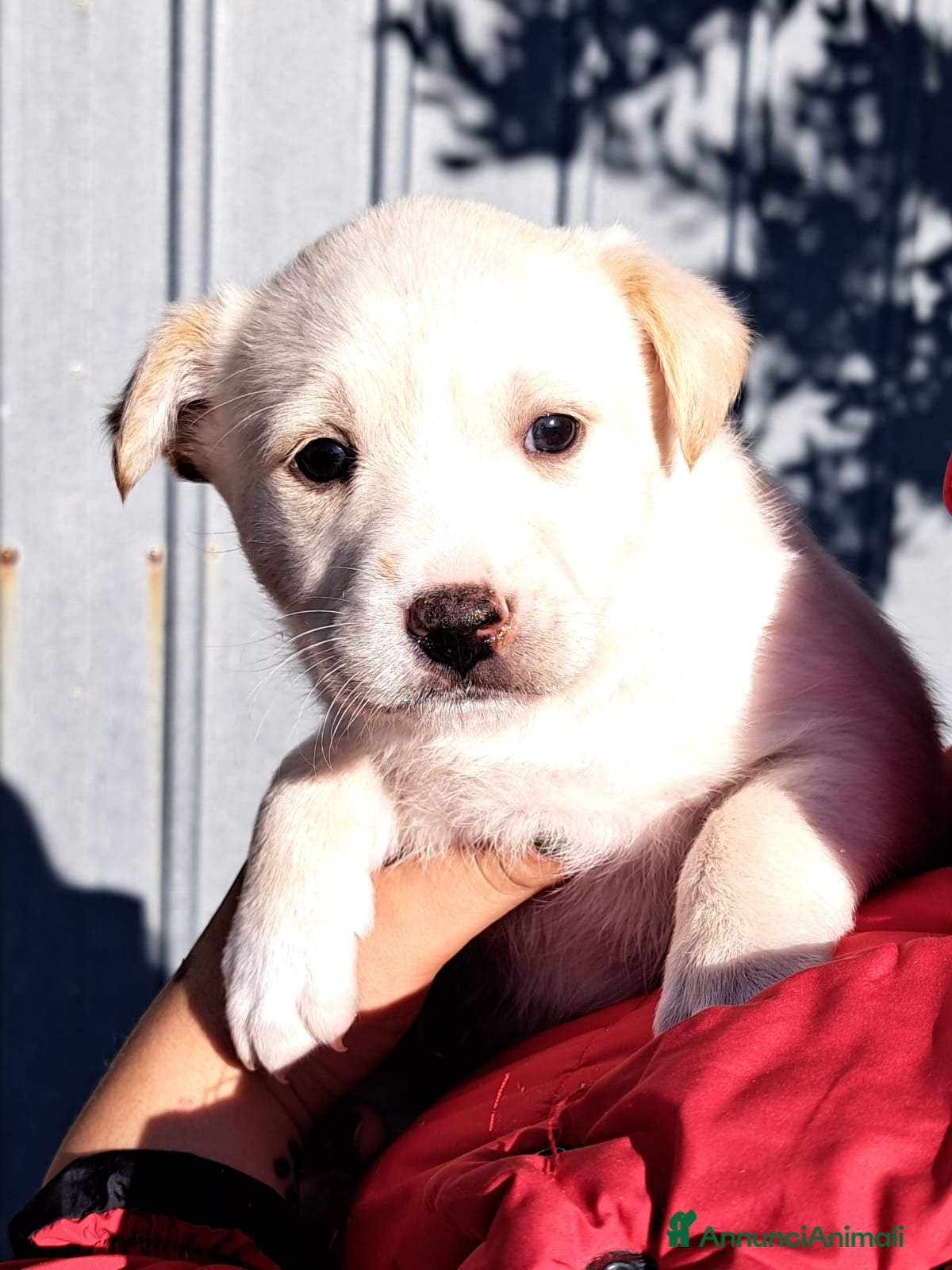Meticcio cani NEVE ed i suoi fratellini - Annuncio 2