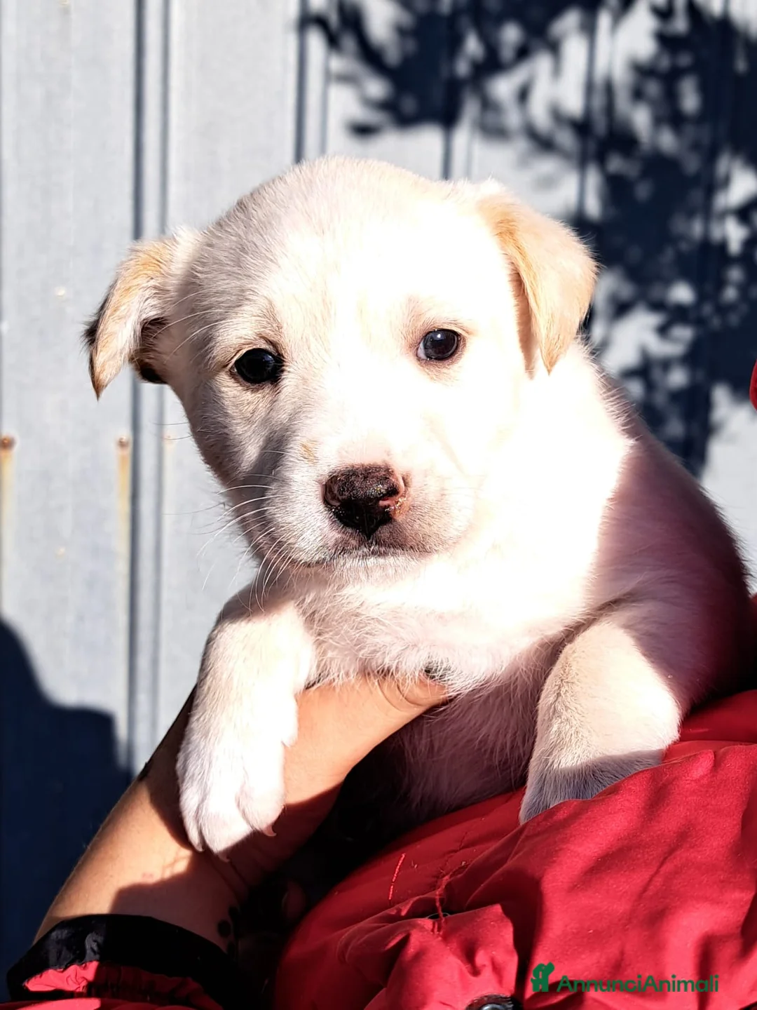Meticcio cani in regalo: NEVE ed i suoi fratellini - Annuncio 2