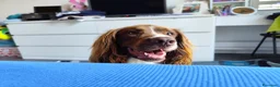 Springer Spaniel Inglese cani in regalo: Arthur, springer spaniel inglese  - Annuncio 2