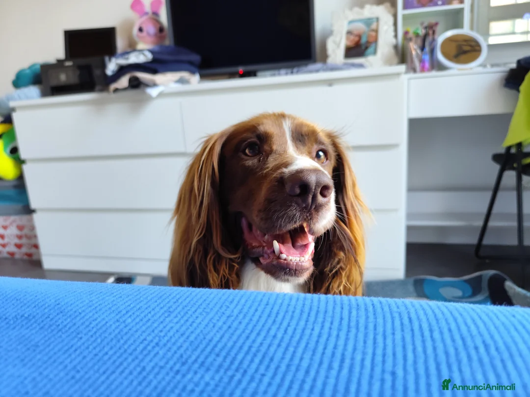Springer Spaniel Inglese cani in regalo: Arthur, springer spaniel inglese  - Annuncio 2