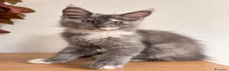 Maine Coon gatti in vendita: Allevamento Maine Coon Misty Woods - Annuncio 35