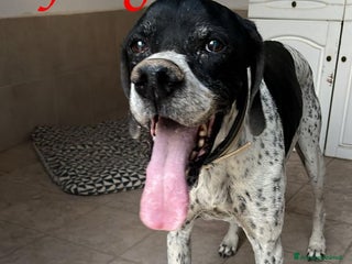 Pointer cani DJANGO tenerissimo cane in adozione! - Annuncio 7