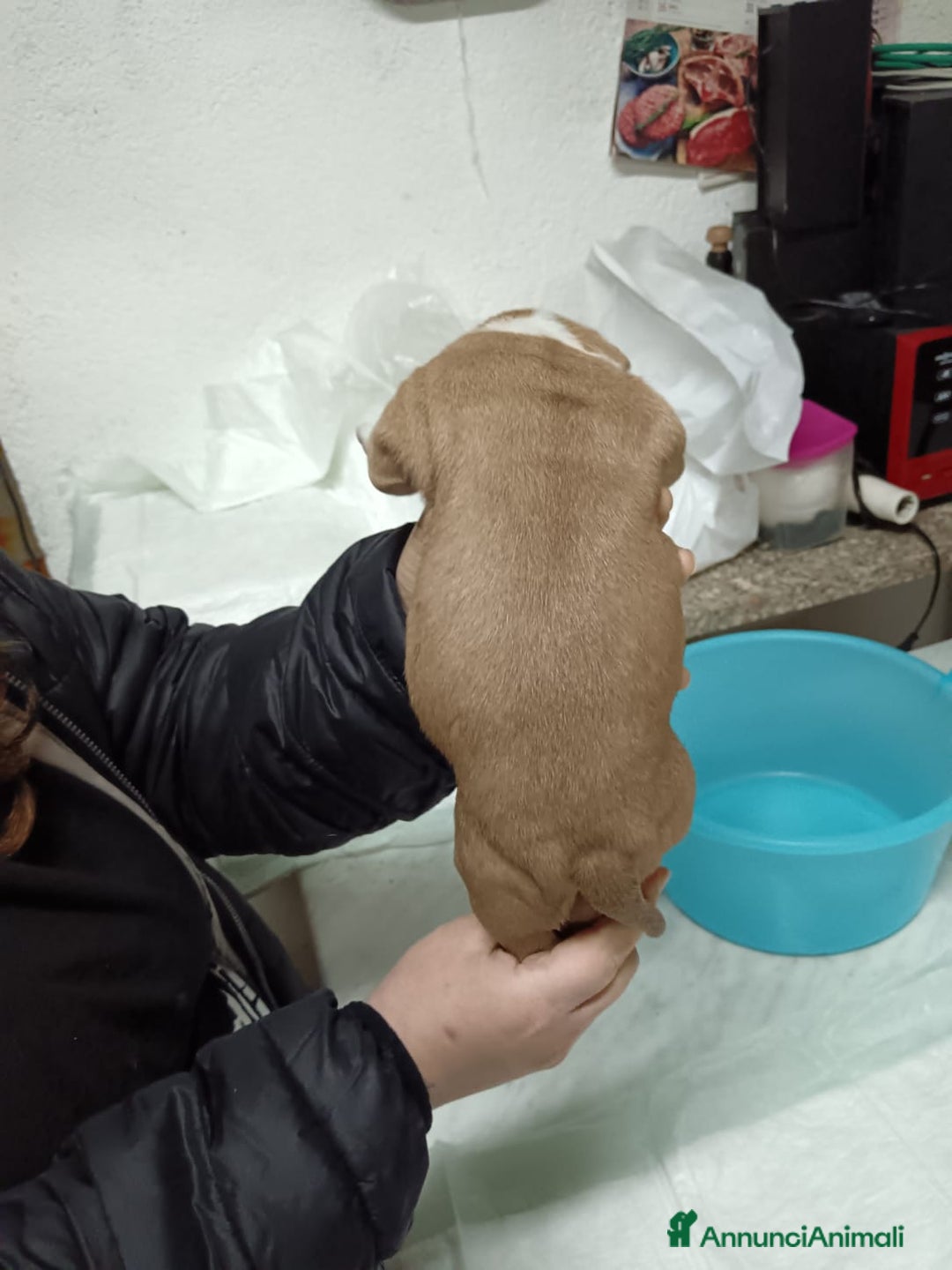 American Staffordshire cani in vendita: America Staffordshire terrier - Annuncio 7