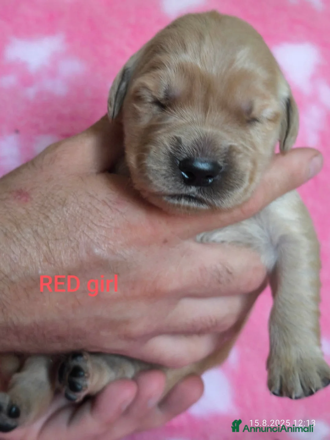 Golden Retriever cani in vendita: Cucciolata 100% americana  - Annuncio 23