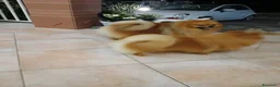Volpino Pomerania cani in vendita: Cuccioli di pomerania - Annuncio 4
