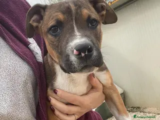 Meticcio cani SOS SOS CUCCIOLOTTO MIX PITT a Provincia di Arezzo - Annuncio 19