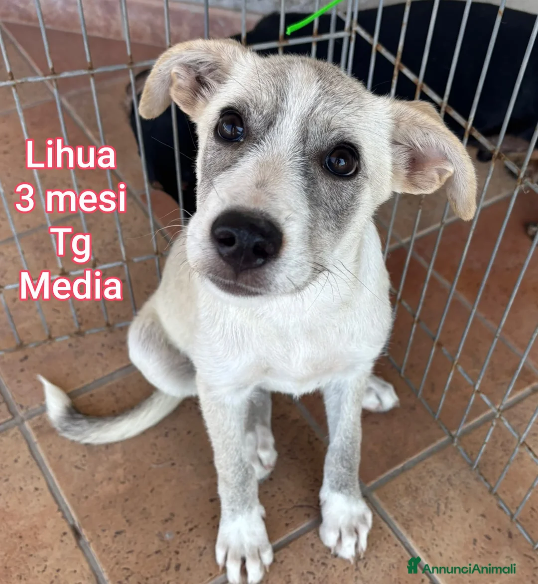 Meticcio cani in regalo: CUCCIOLI IN CERCA DI CASA a Provincia di Prato - Annuncio 2